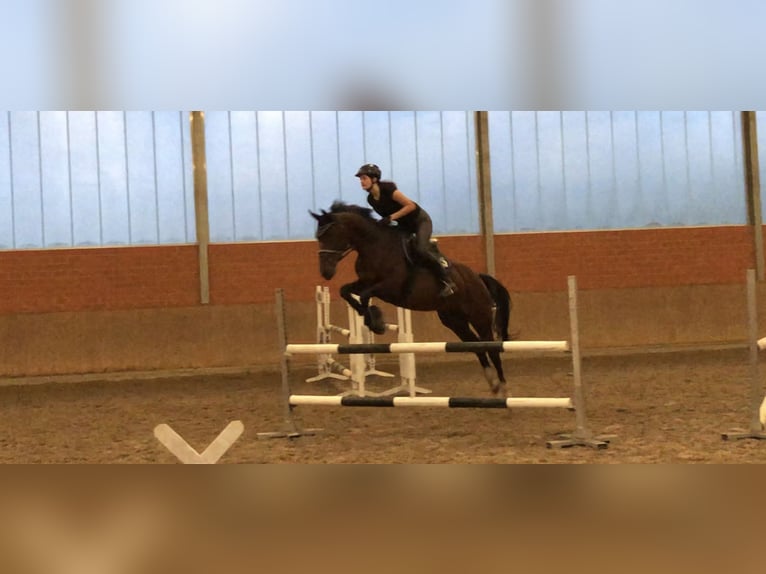 Oldenburg Giumenta 16 Anni 169 cm Baio in Bramsche