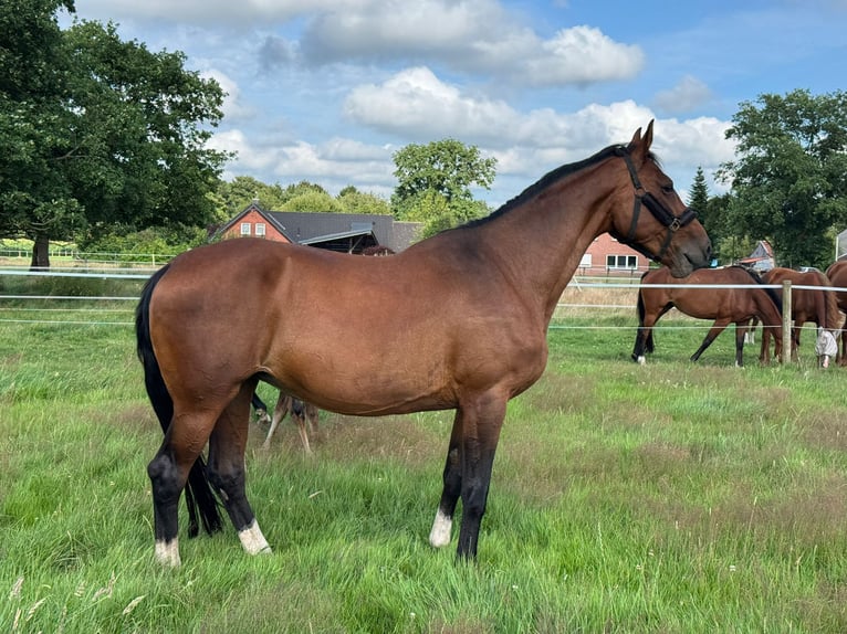 Oldenburg Giumenta 16 Anni 170 cm Baio in Ihlow