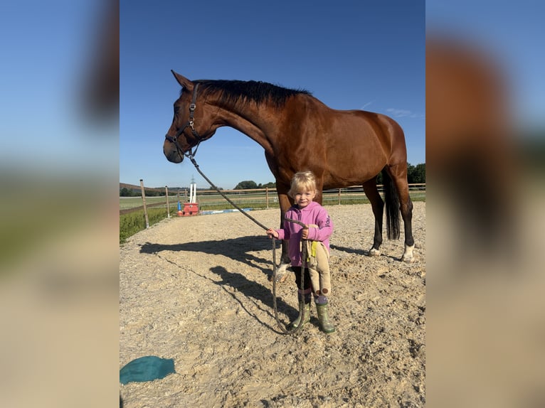 Oldenburg Giumenta 16 Anni 170 cm Baio in Asten