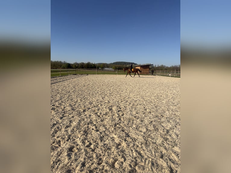 Oldenburg Giumenta 16 Anni 170 cm Baio in Asten