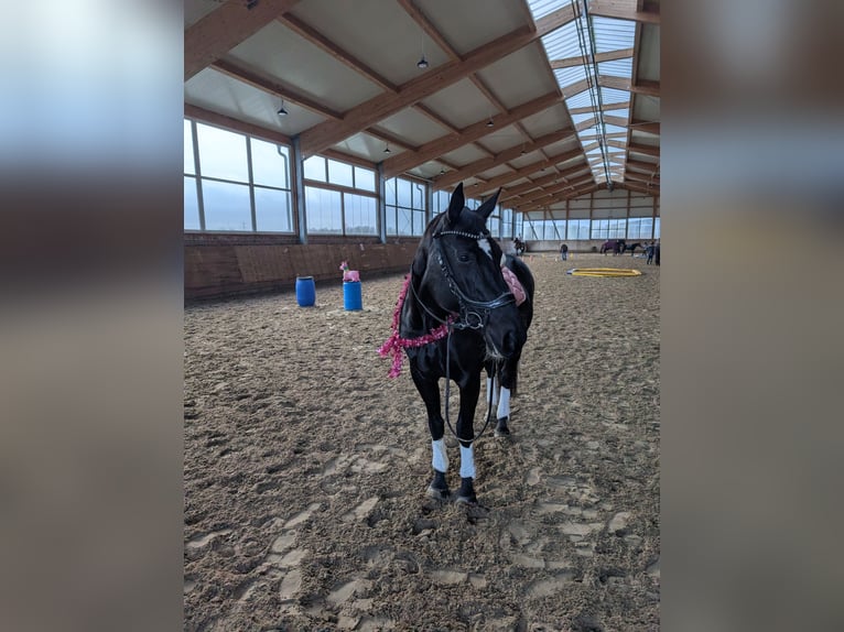 Oldenburg Giumenta 16 Anni 170 cm Morello in Schwanewede