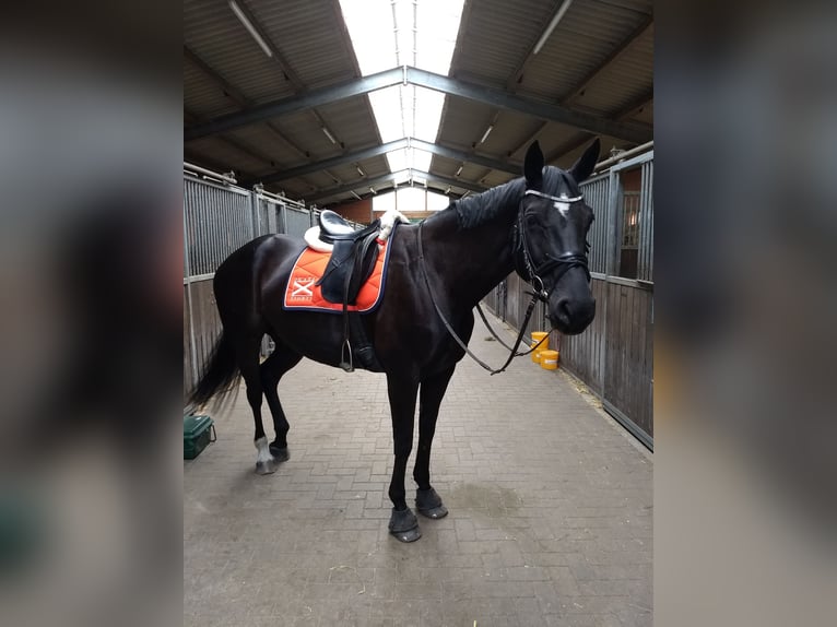 Oldenburg Giumenta 16 Anni 170 cm Morello in Schwanewede