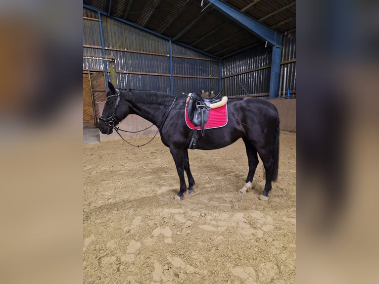 Oldenburg Giumenta 16 Anni 170 cm Morello in Schwanewede