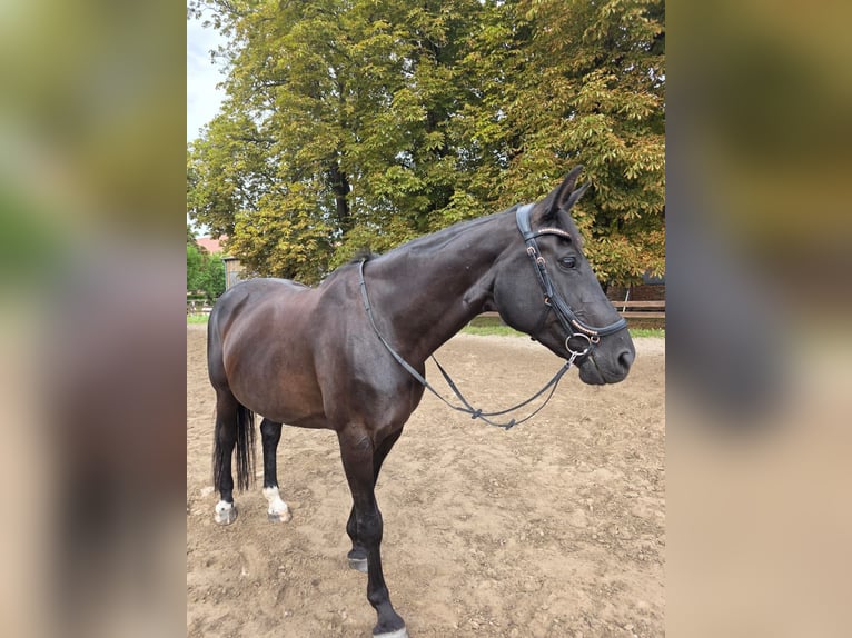 Oldenburg Giumenta 16 Anni 170 cm Morello in Obermützkow