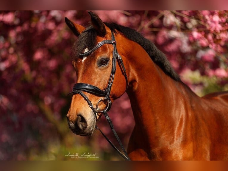 Oldenburg Giumenta 17 Anni 167 cm Baio in Dorsten