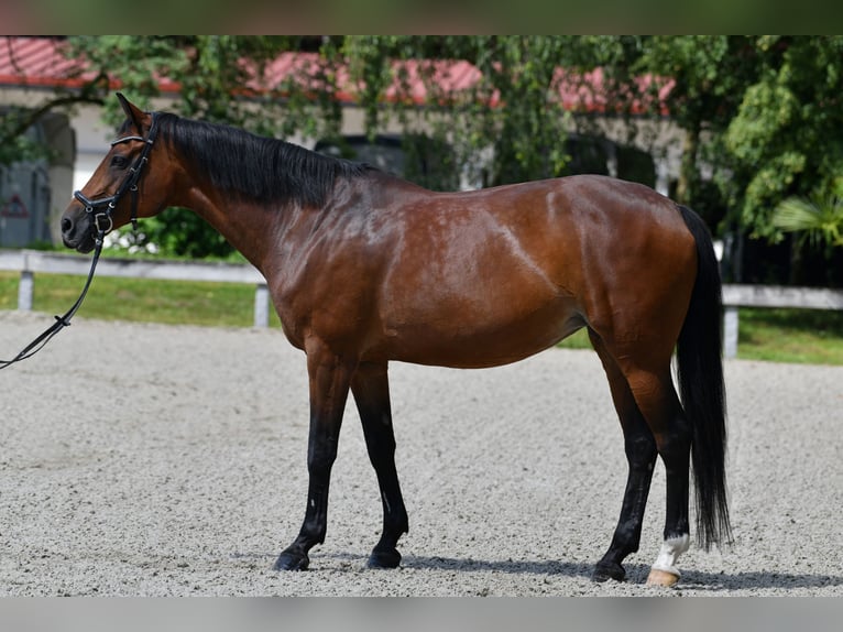 Oldenburg Giumenta 17 Anni 167 cm Baio in Finsing