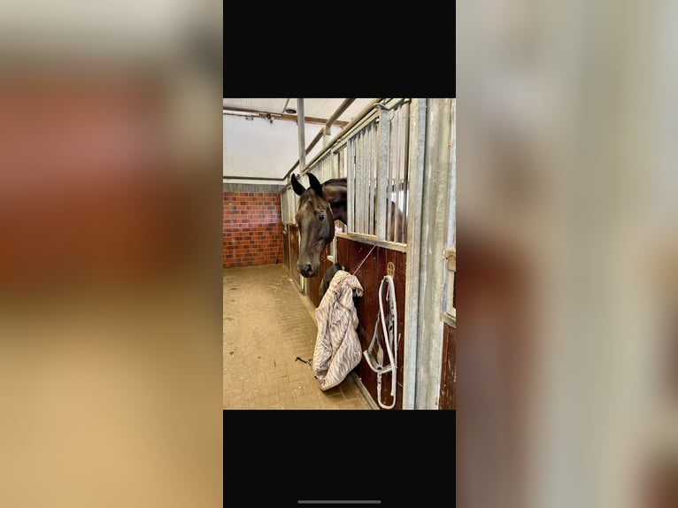 Oldenburg Giumenta 17 Anni 168 cm Morello in Stade