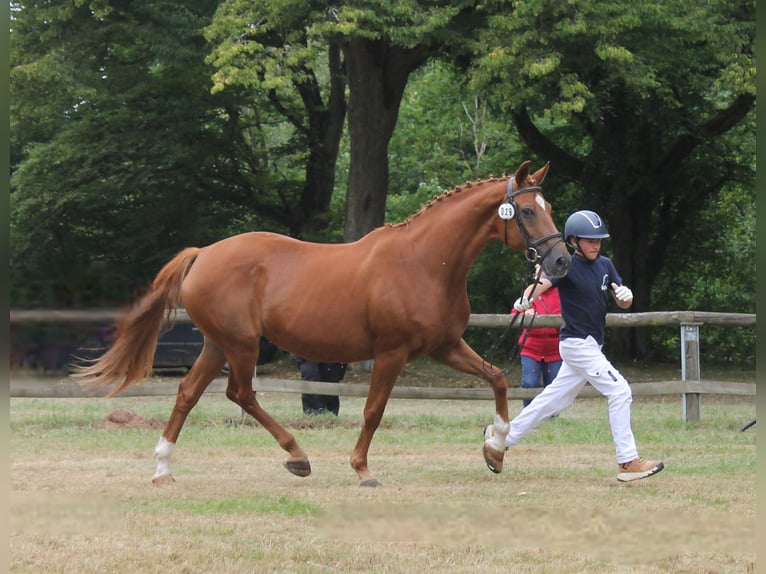 Oldenburg Giumenta 17 Anni 169 cm Sauro in Naila