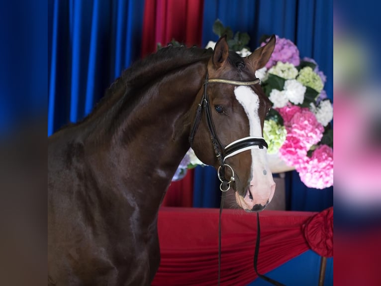 Oldenburg Giumenta 17 Anni 170 cm Baio in Bramsche