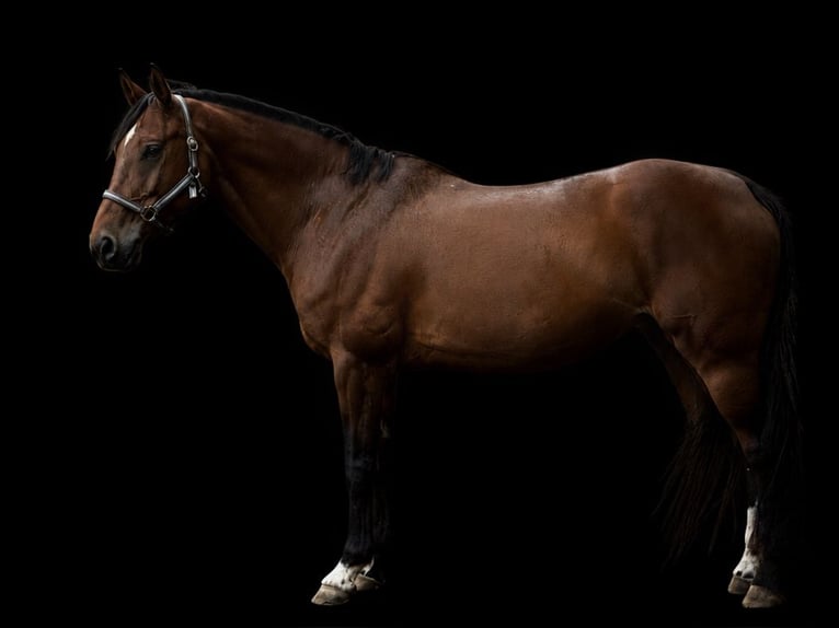 Oldenburg Giumenta 17 Anni 170 cm Baio in Calbe