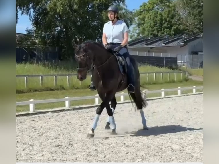 Oldenburg Giumenta 17 Anni 170 cm Baio nero in Großheide