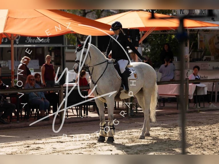 Oldenburg Giumenta 17 Anni 176 cm Grigio trotinato in Bad Herrenalb