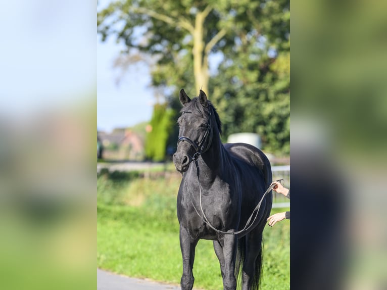 Oldenburg Giumenta 17 Anni Morello in Jemgum