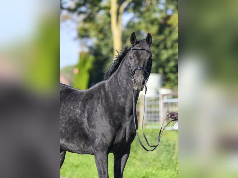 Oldenburg Giumenta 17 Anni Morello in Jemgum