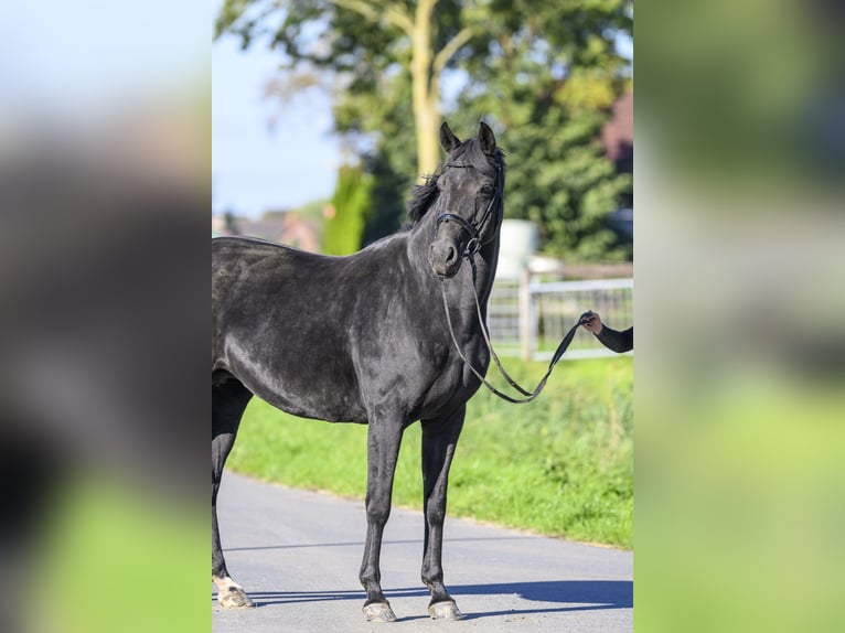 Oldenburg Giumenta 17 Anni Morello in Jemgum