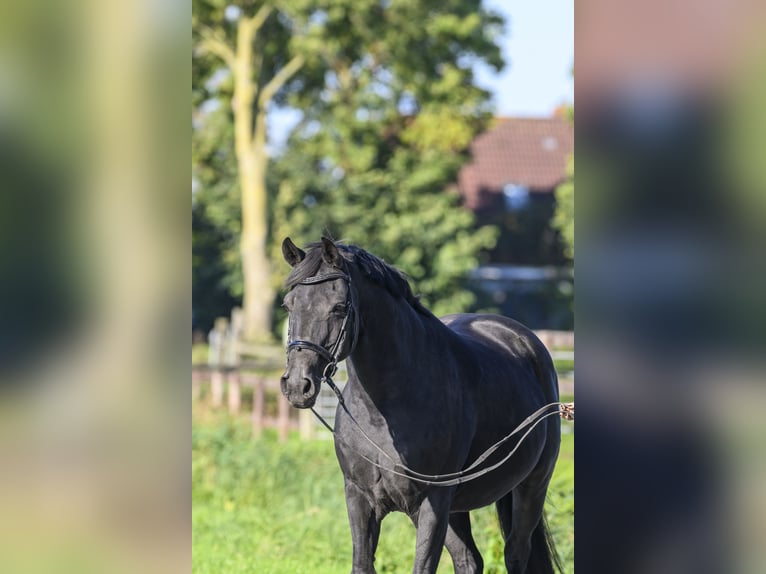 Oldenburg Giumenta 17 Anni Morello in Jemgum