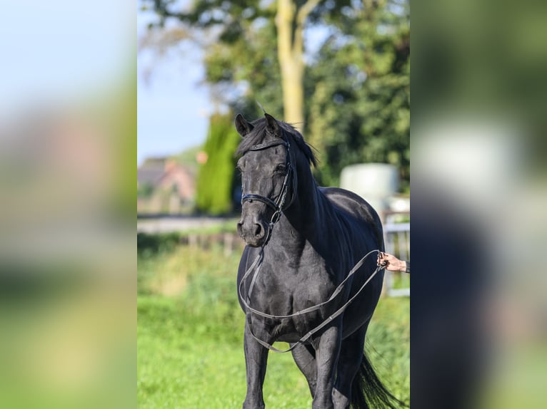 Oldenburg Giumenta 17 Anni Morello in Jemgum