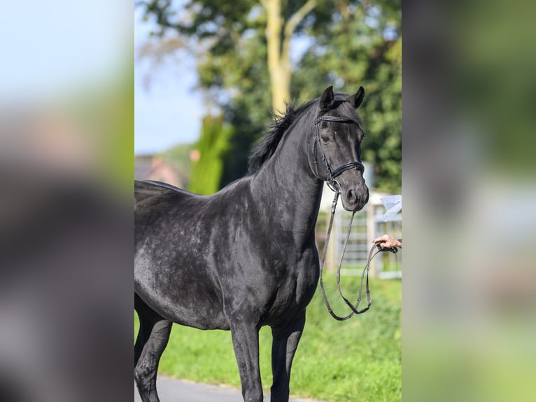 Oldenburg Giumenta 17 Anni Morello in Jemgum