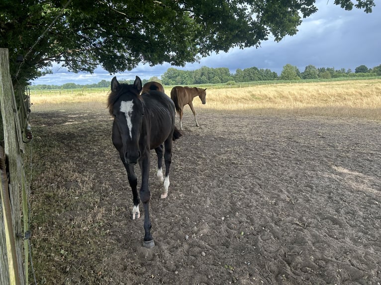 Oldenburg Giumenta 17 Anni Morello in Winsen (Luhe)
