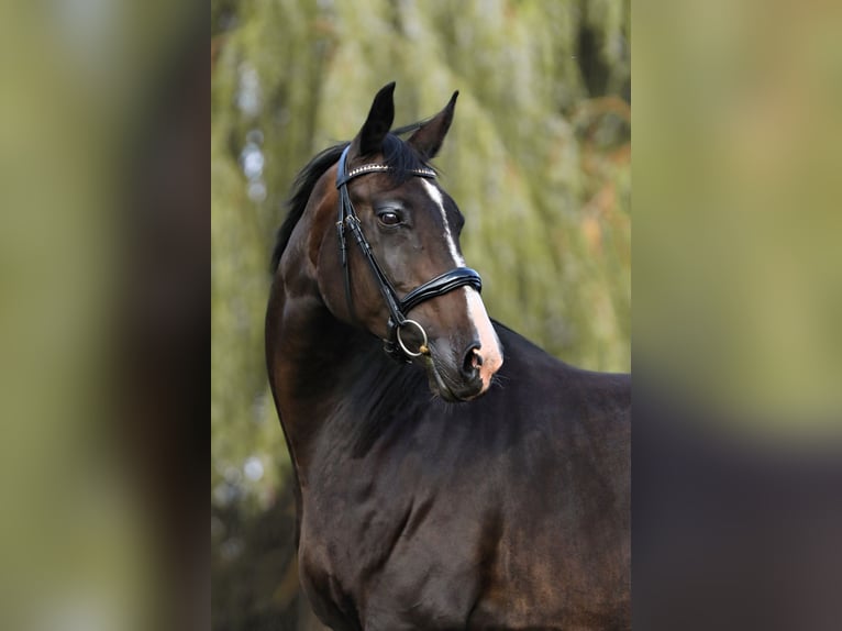 Oldenburg Giumenta 18 Anni 162 cm Baio nero in Nauen