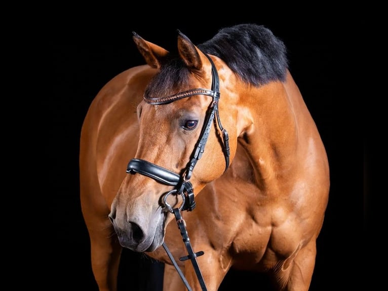 Oldenburg Giumenta 18 Anni 165 cm Baio in Fredenbeck