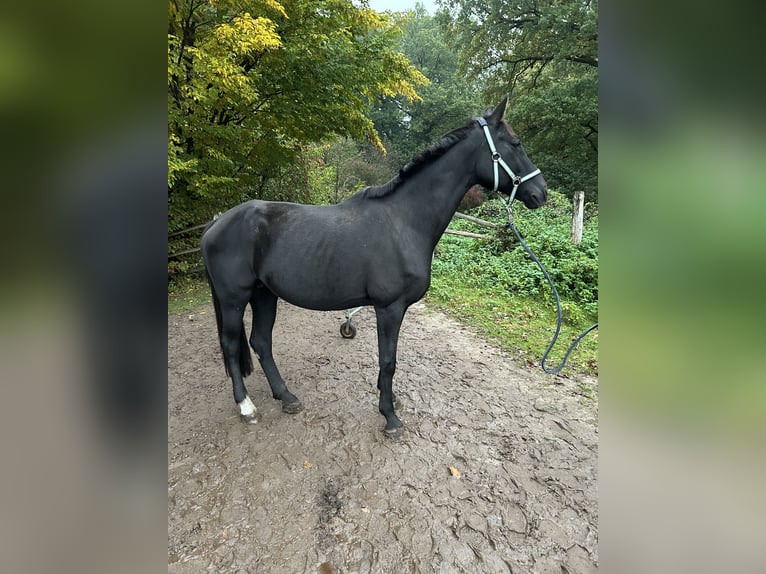 Oldenburg Giumenta 18 Anni 165 cm Morello in Winsen (Luhe)