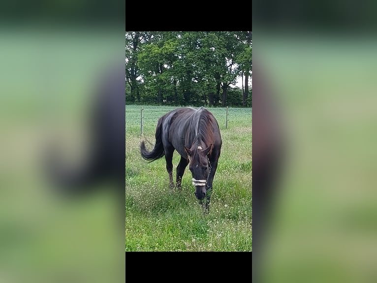 Oldenburg Giumenta 18 Anni 165 cm Sauro scuro in Bohmte