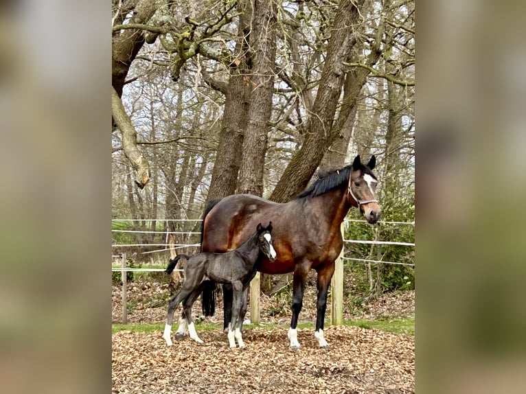Oldenburg Giumenta 18 Anni 167 cm Baio in Löningen