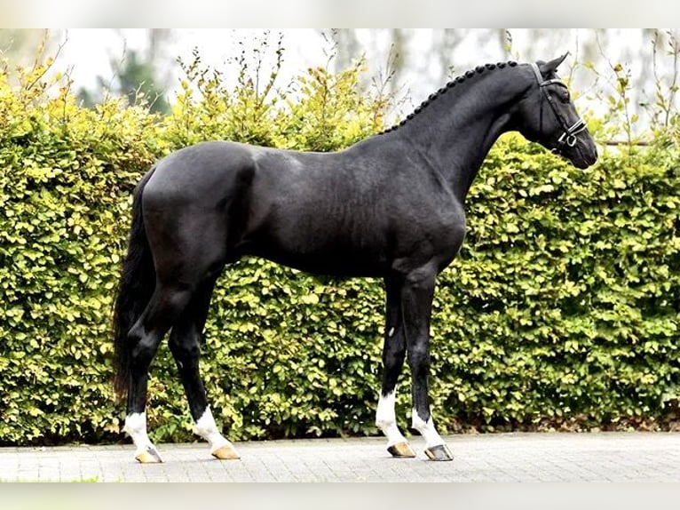 Oldenburg Giumenta 18 Anni 167 cm Baio in Löningen