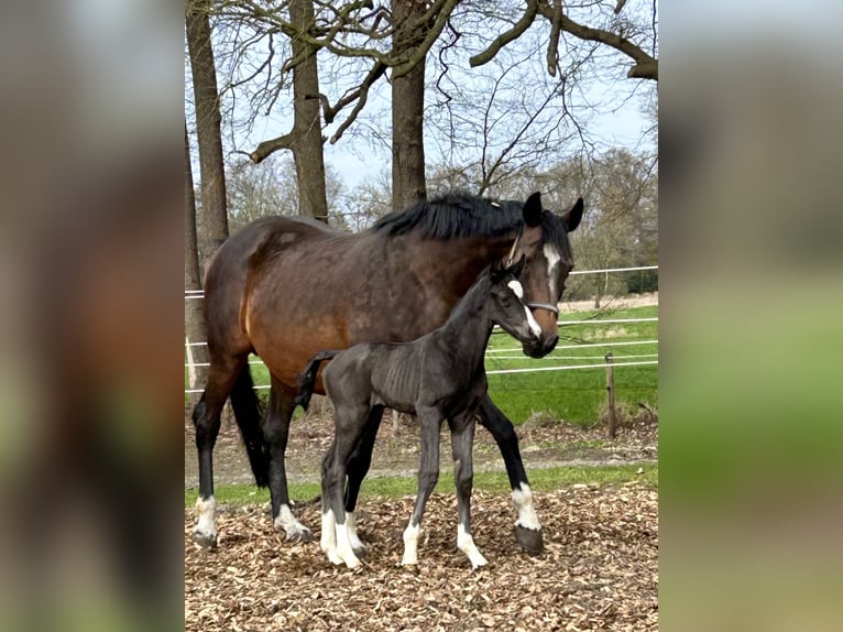 Oldenburg Giumenta 18 Anni 167 cm Baio in Löningen
