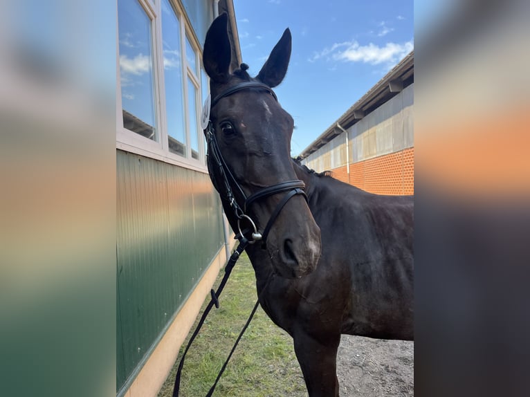 Oldenburg Giumenta 19 Anni 163 cm Baio scuro in Bad Zwischenahn