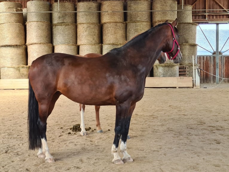 Oldenburg Giumenta 19 Anni 165 cm Baio in Gutau