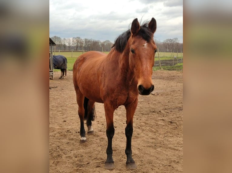 Oldenburg Giumenta 19 Anni 165 cm Baio in Stade