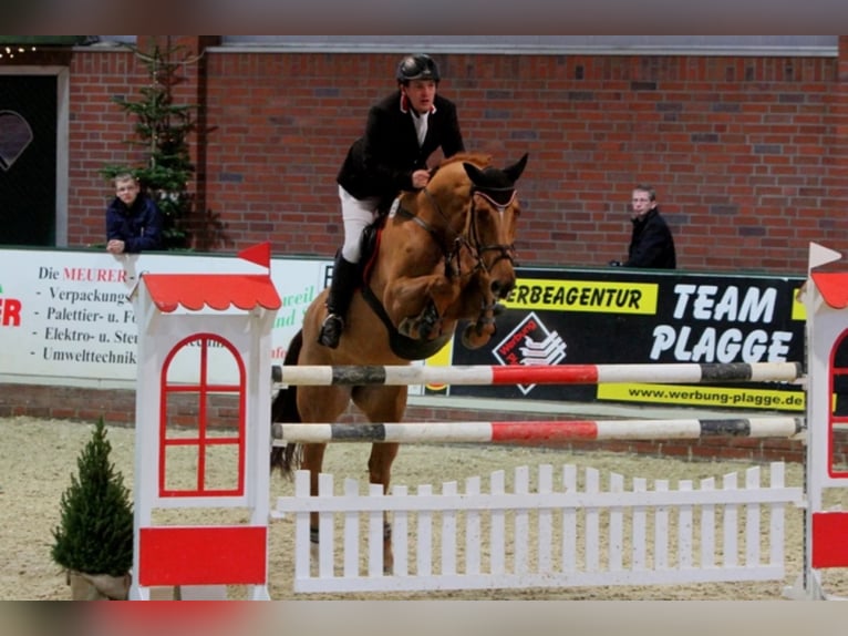 Oldenburg Giumenta 19 Anni 172 cm Sauro in Bramsche