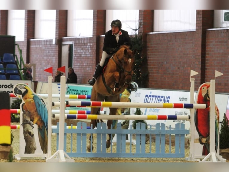 Oldenburg Giumenta 19 Anni 172 cm Sauro in Bramsche