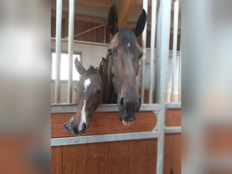 Oldenburg Giumenta 19 Anni 175 cm Baio scuro in Schladming