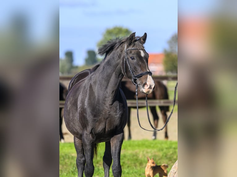 Oldenburg Giumenta 19 Anni Baio in Jemgum