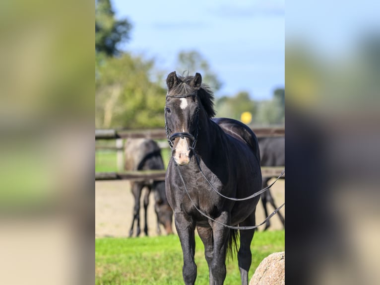 Oldenburg Giumenta 19 Anni Baio in Jemgum