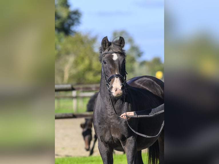 Oldenburg Giumenta 19 Anni Baio in Jemgum