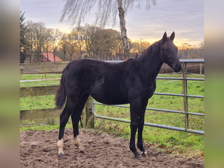 Oldenburg Giumenta 1 Anno 168 cm Baio scuro in Westerstede