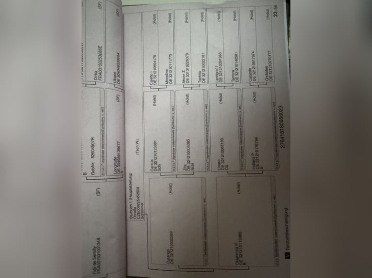 Oldenburg Giumenta 1 Anno 170 cm Baio ciliegia in Brno