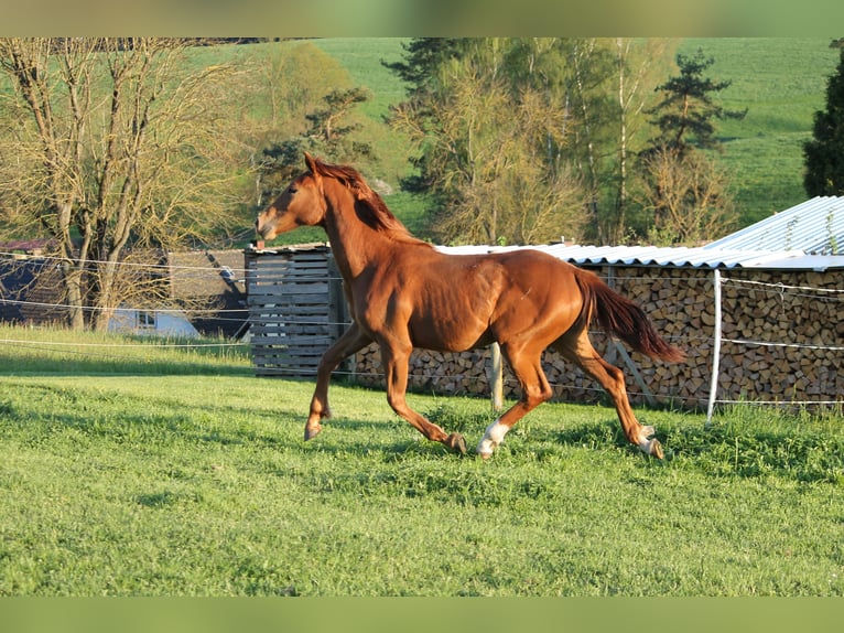Oldenburg Giumenta 1 Anno 170 cm Sauro in Trockenborn