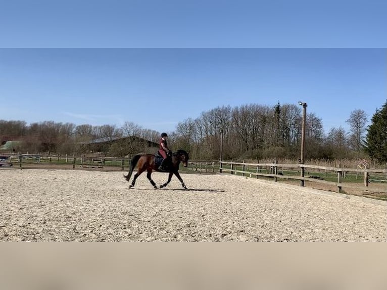 Oldenburg Giumenta 20 Anni 163 cm Baio in Braunschweig