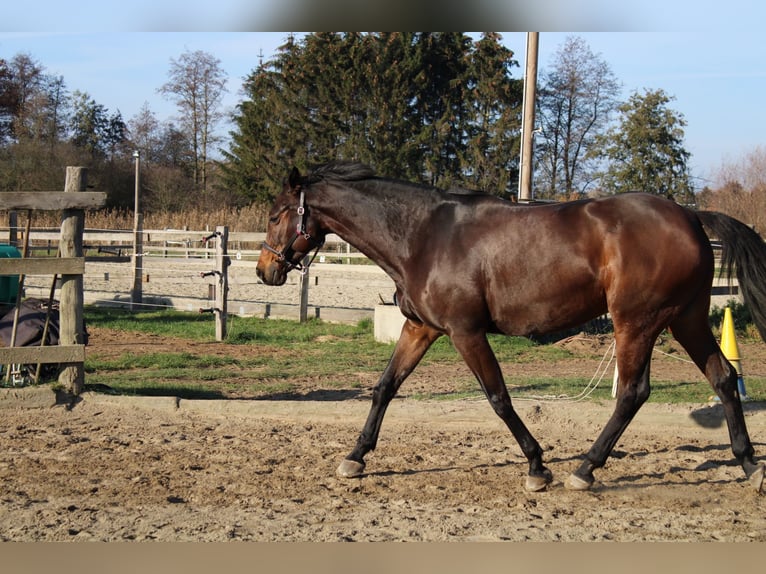 Oldenburg Giumenta 20 Anni 163 cm Baio in Braunschweig