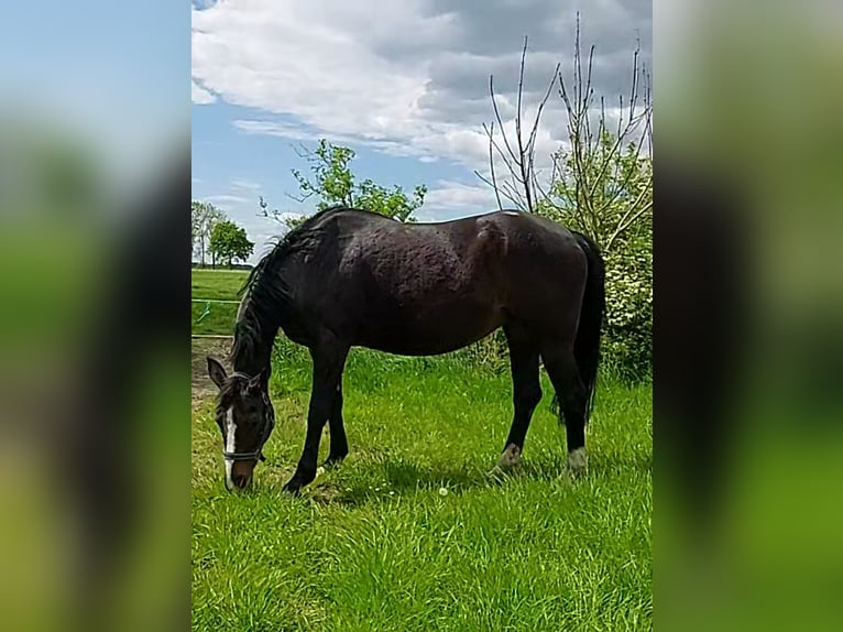 Oldenburg Giumenta 20 Anni 165 cm Baio nero in Nordenham