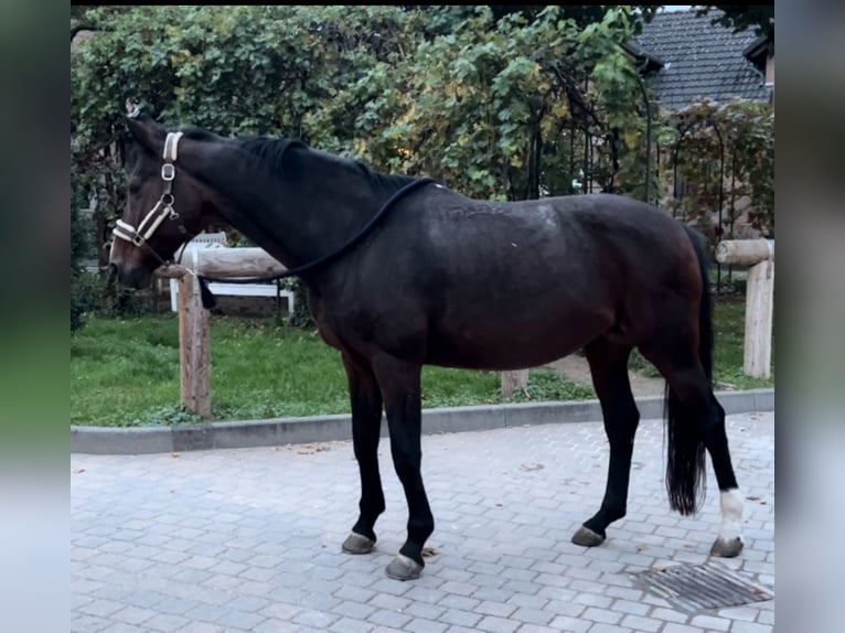Oldenburg Giumenta 20 Anni 169 cm Baio in Wiesbaden