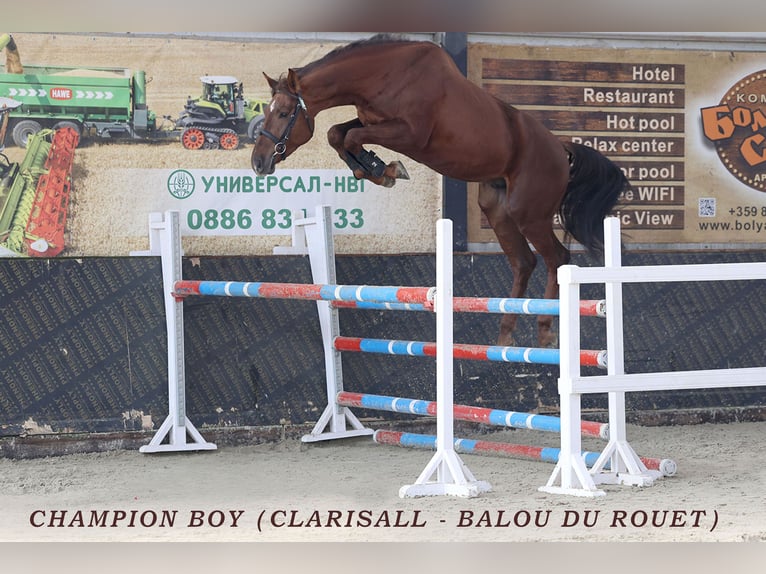 Oldenburg Giumenta 20 Anni 173 cm Sauro scuro in Ruse