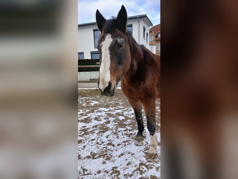 Oldenburg Giumenta 20 Anni 176 cm Baio in Bad Schussenried