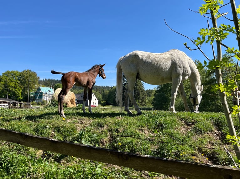 Oldenburg Giumenta 21 Anni 164 cm Grigio pezzato in Hellertshausen