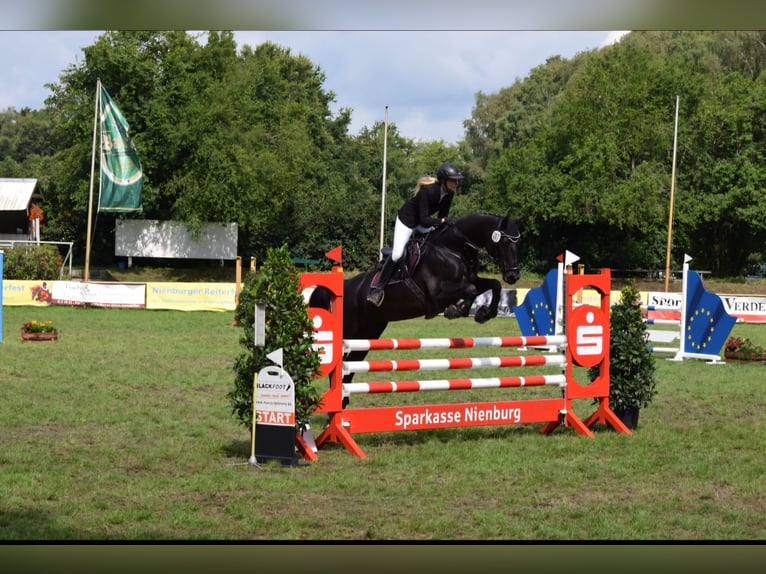 Oldenburg Giumenta 21 Anni 164 cm Morello in Leese